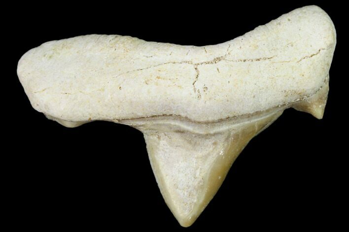 .74" Pathological Fossil Shark (Otodus) Tooth - Morocco